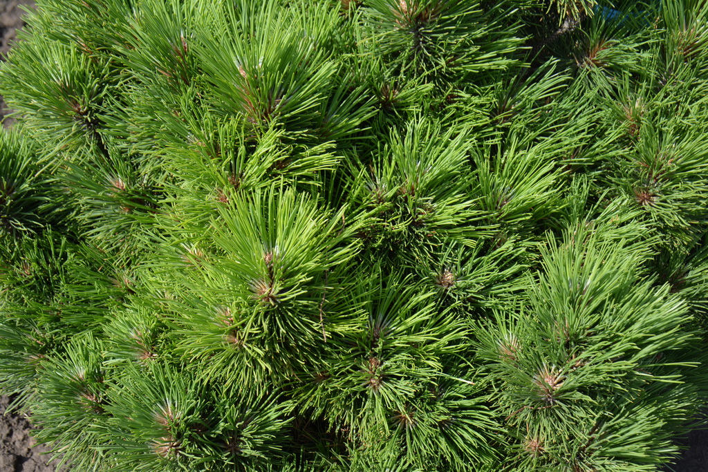 Pinus resinosa `KBN-Dwarf` (1).JPG